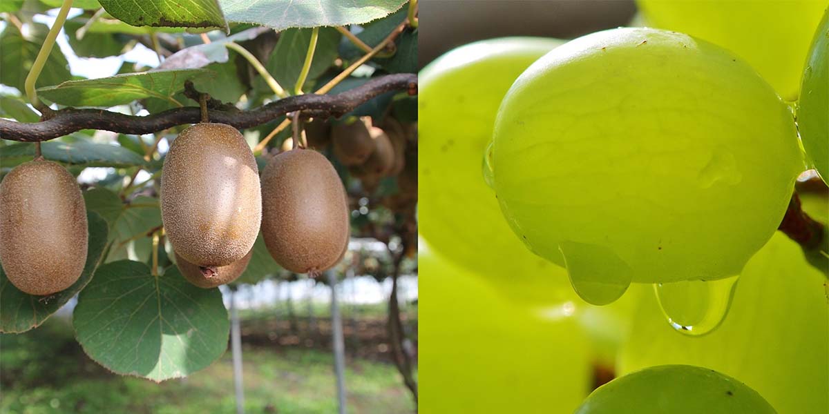 Sitofex®: soluzione per calibro e qualità costanti per kiwi e uva da tavola